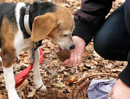 L'Importanza dei Cani da Tartufo nella Raccolta del "Diamante della Cucina": Un Approfondimento sul Loro Ruolo e le Loro Caratteristiche